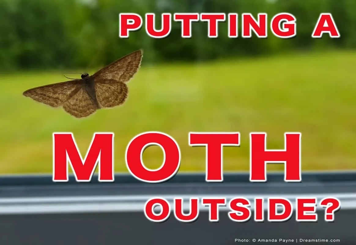 Should You Put Moths Outside? Pest Pointers