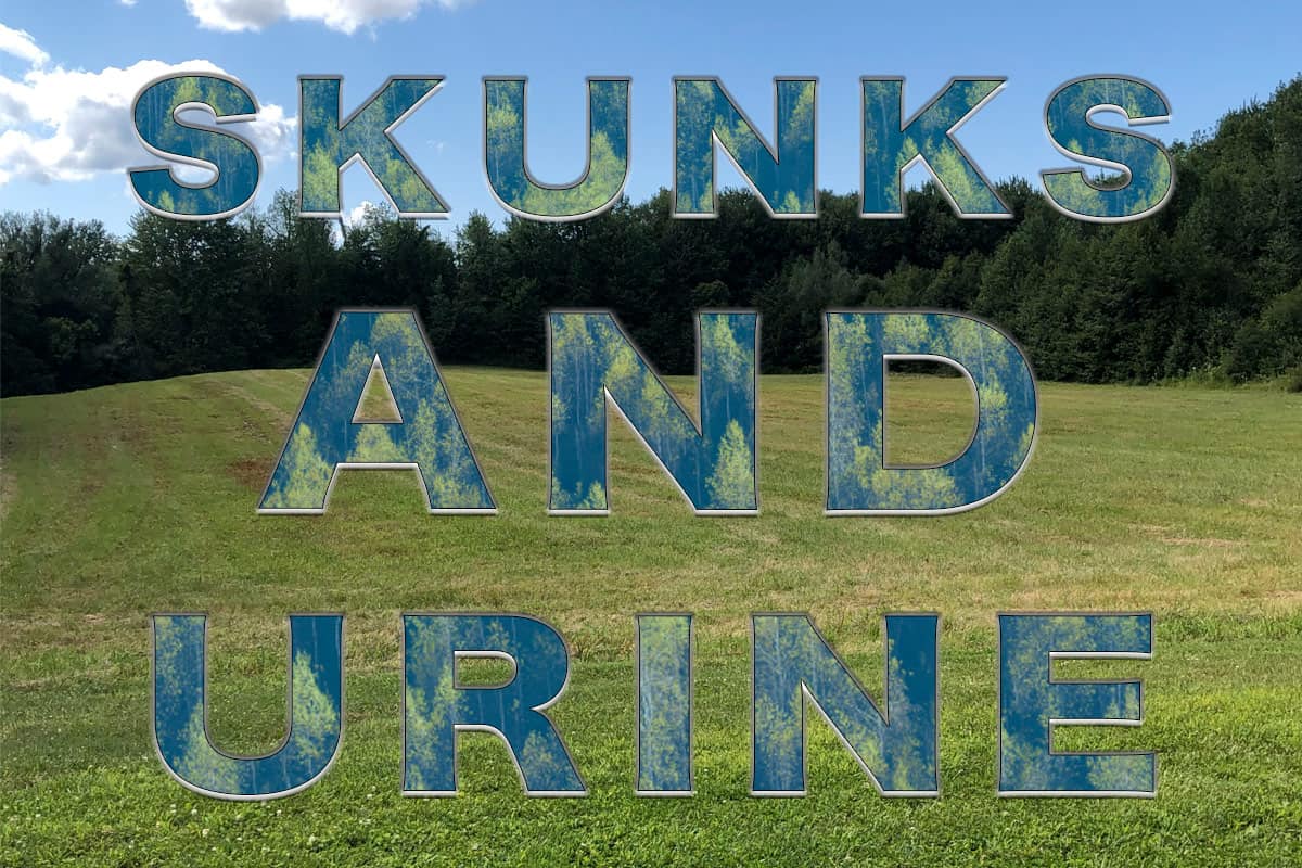 Does Human Urine Repel Skunks? Pest Pointers Tips for at home pest