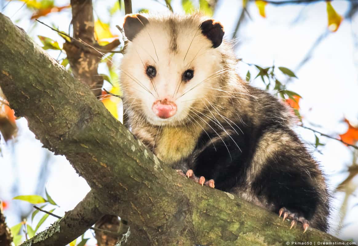 Does Barbed Wire Stop Possums & Opossums? Pest Pointers