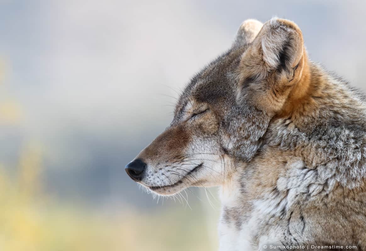 Can Coyotes Smell A Dog In Heat