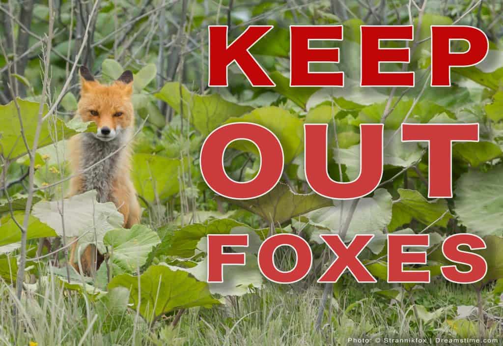 HowTo Guide Using A Radio To Deter Foxes Pest Pointers