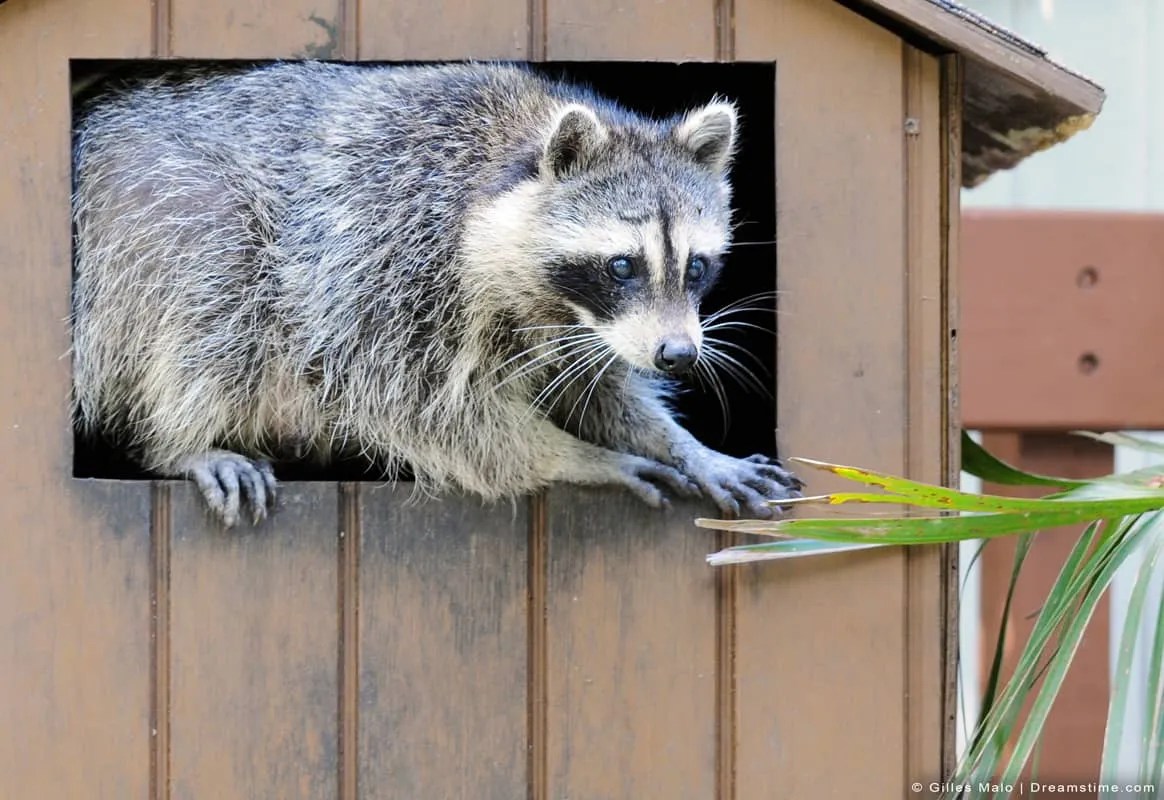 How To Use a Fake Owl or Scarecrow to Keep Raccoons Away Pest Pointers