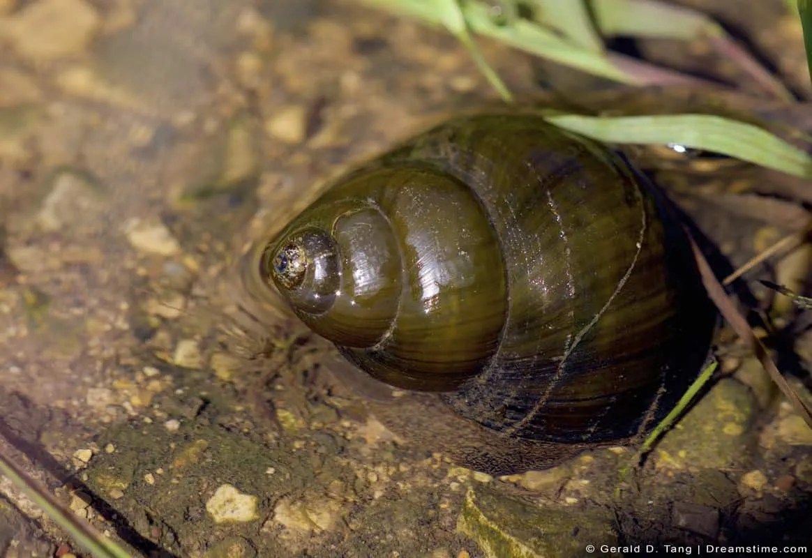 6 Reasons Why Trapdoor Snails Are Good For Your Pond Pest Pointers