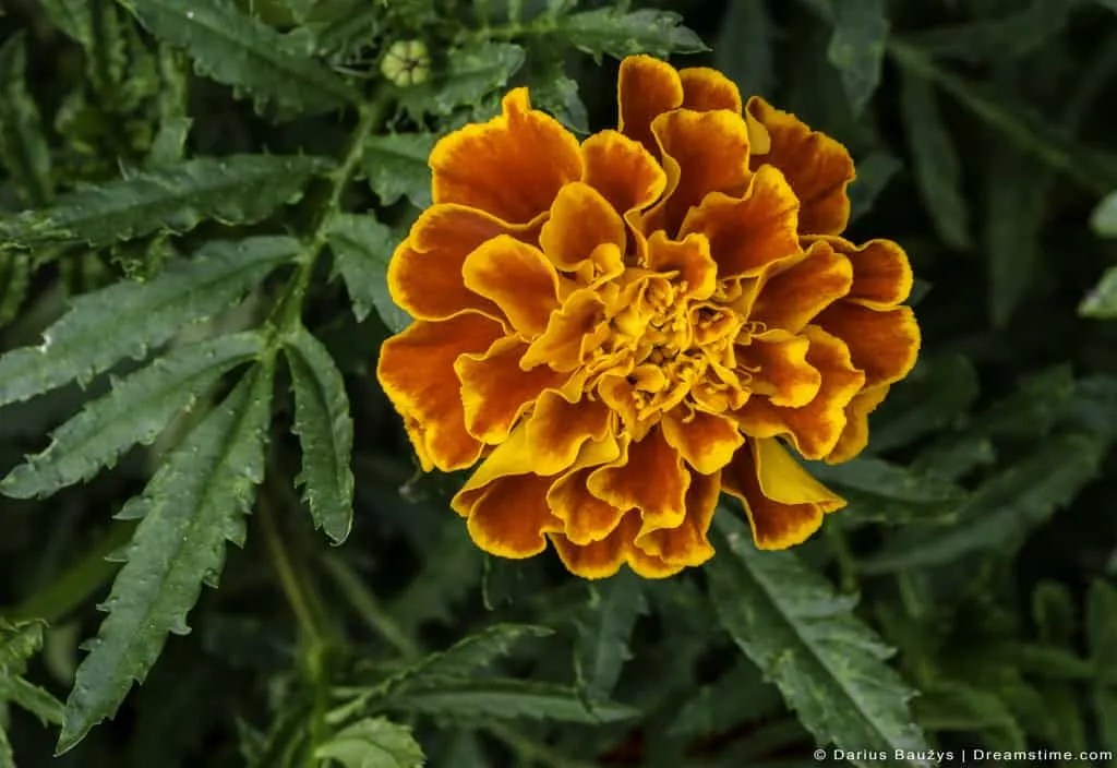 Do French Marigolds Really Repel Slugs? Pest Pointers