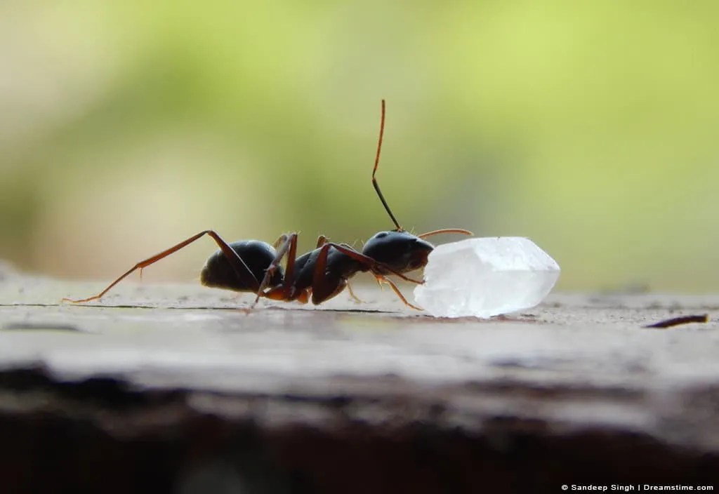9 Types of Smells That Attract Ants - How To Avoid Them! - Pest Pointers