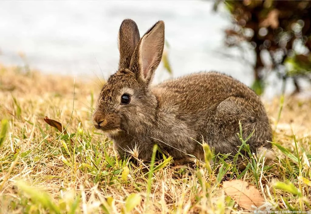 Will Marigolds Keep Rabbits Away? 5 Easy Alternatives Pest Pointers