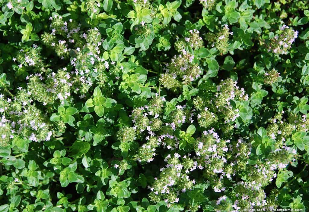 11 Scents That Deer Hate (and How to Use Them) Pest Pointers