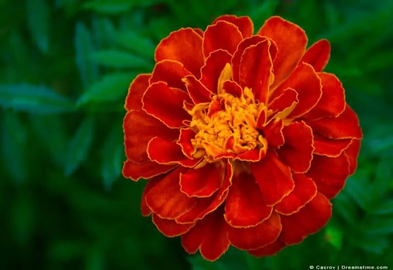 Using Marigolds To Keep Japanese Beetles Away [StepByStep] Pest