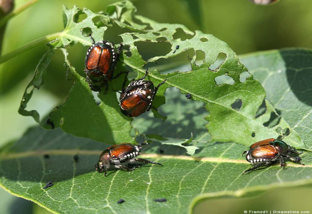 Using Marigolds To Keep Japanese Beetles Away [StepByStep] Pest