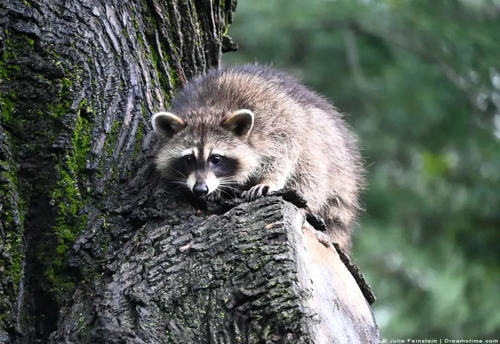 Top 151+ Scary animal sounds