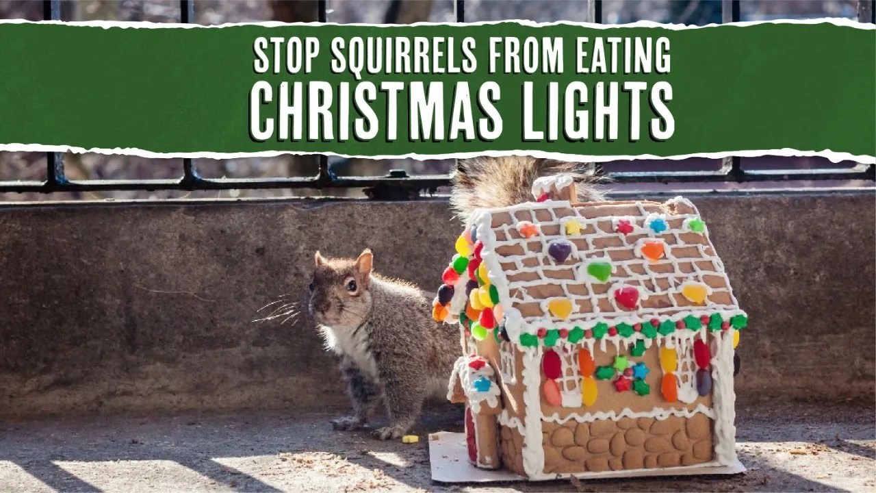 12 Ways To Stop Squirrels From Eating Your Christmas Lights Pest Pointers