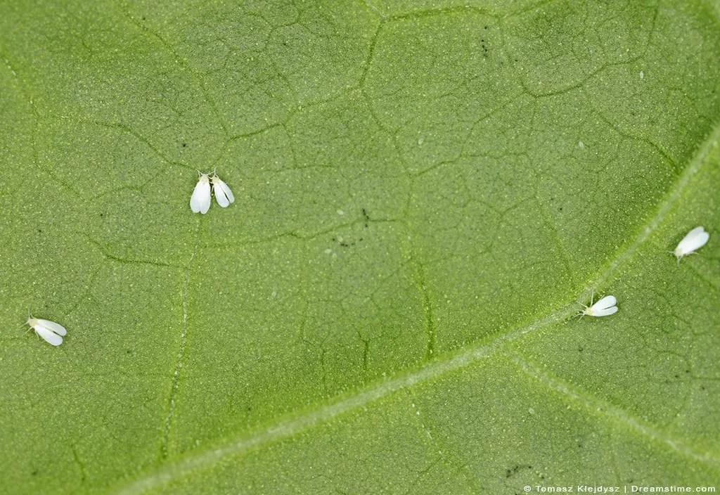 9 Best Whitefly Sprays & How To Use Them Guide) Pest Pointers