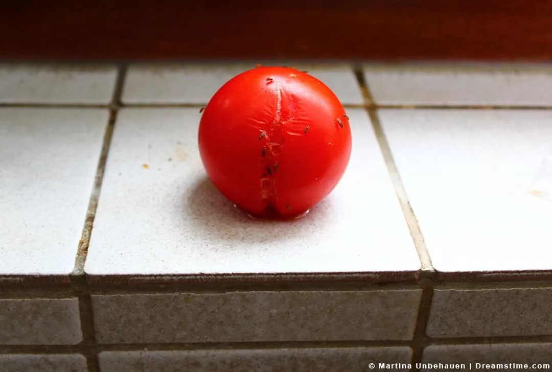 5 Scents That Fruit Flies Hate (and How to Use Them) Pest Pointers