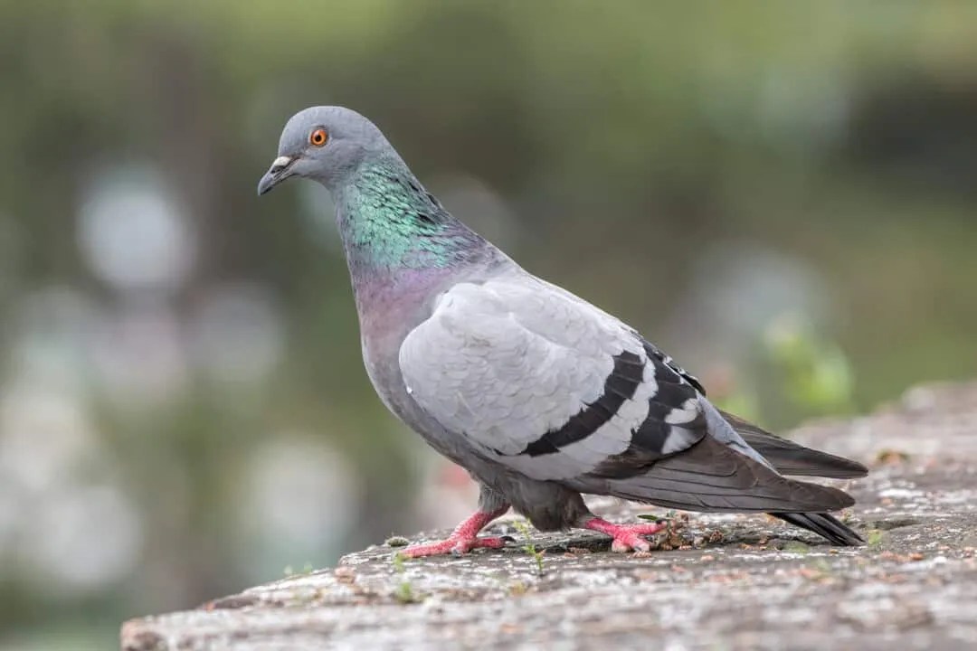 What Do Pigeons Hate?