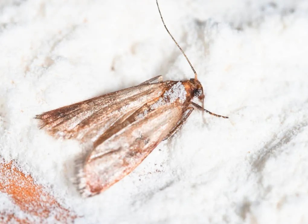 7 Scents That Repel Moths (and How to Use Them) Pest Pointers