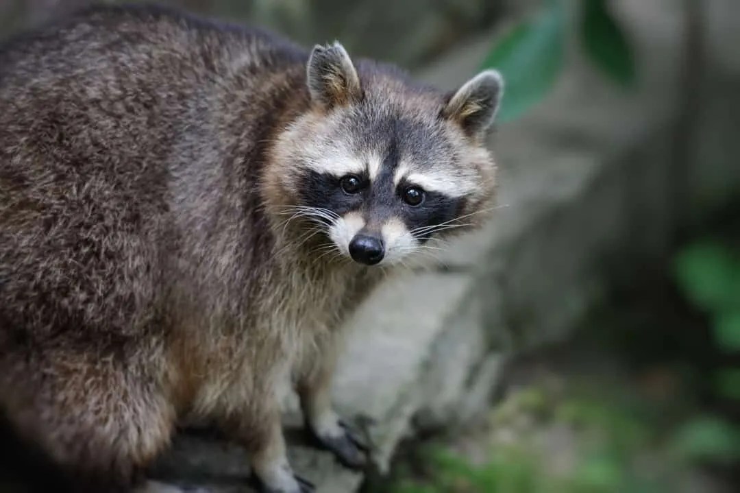 Hot Pepper Here's How To Use It To Repel Raccoons Pest Pointers