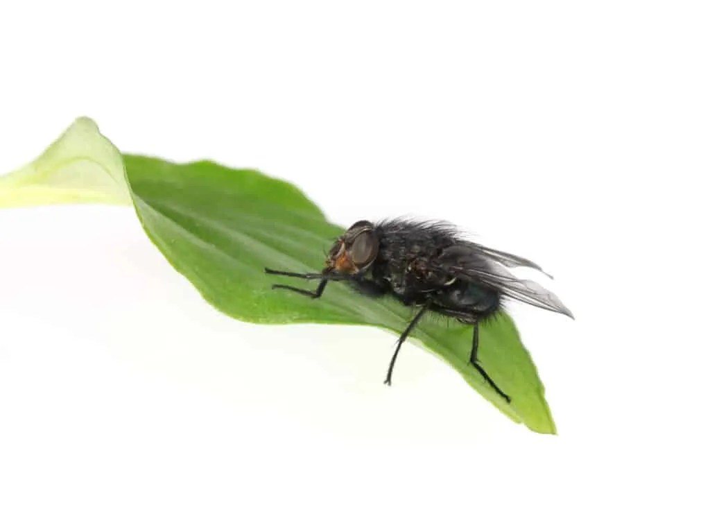 Repelling Flies With Peppermint Here’s How to Do It Pest Pointers
