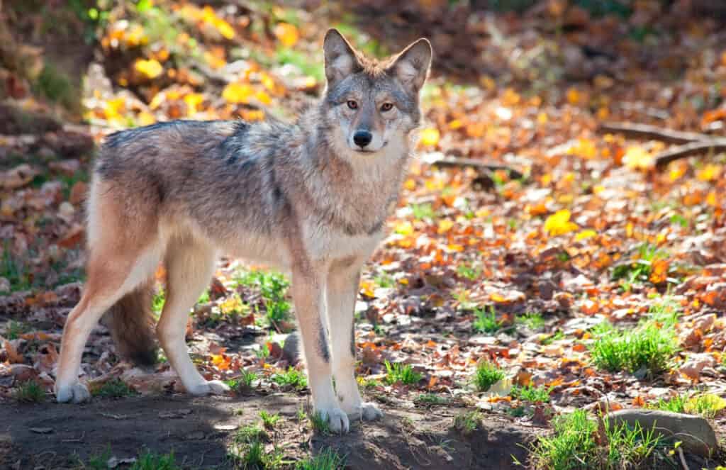 Will A Coyote Eat a Dog? Keeping Your Dog Safe From Coyotes Pest Pointers