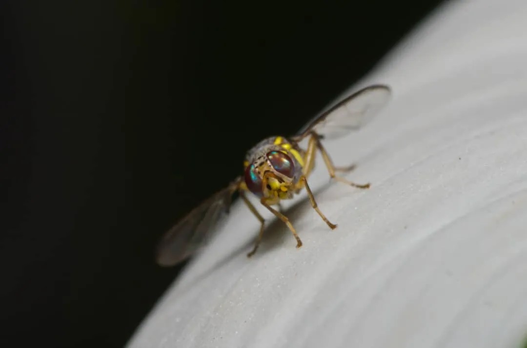 Repelling Flies With Peppermint Here’s How to Do It Pest Pointers