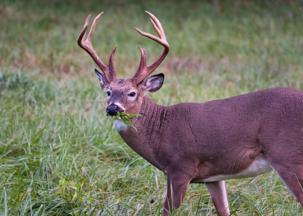 Rosemary Can You Use It to Repel Deer? Here's How Pest Pointers