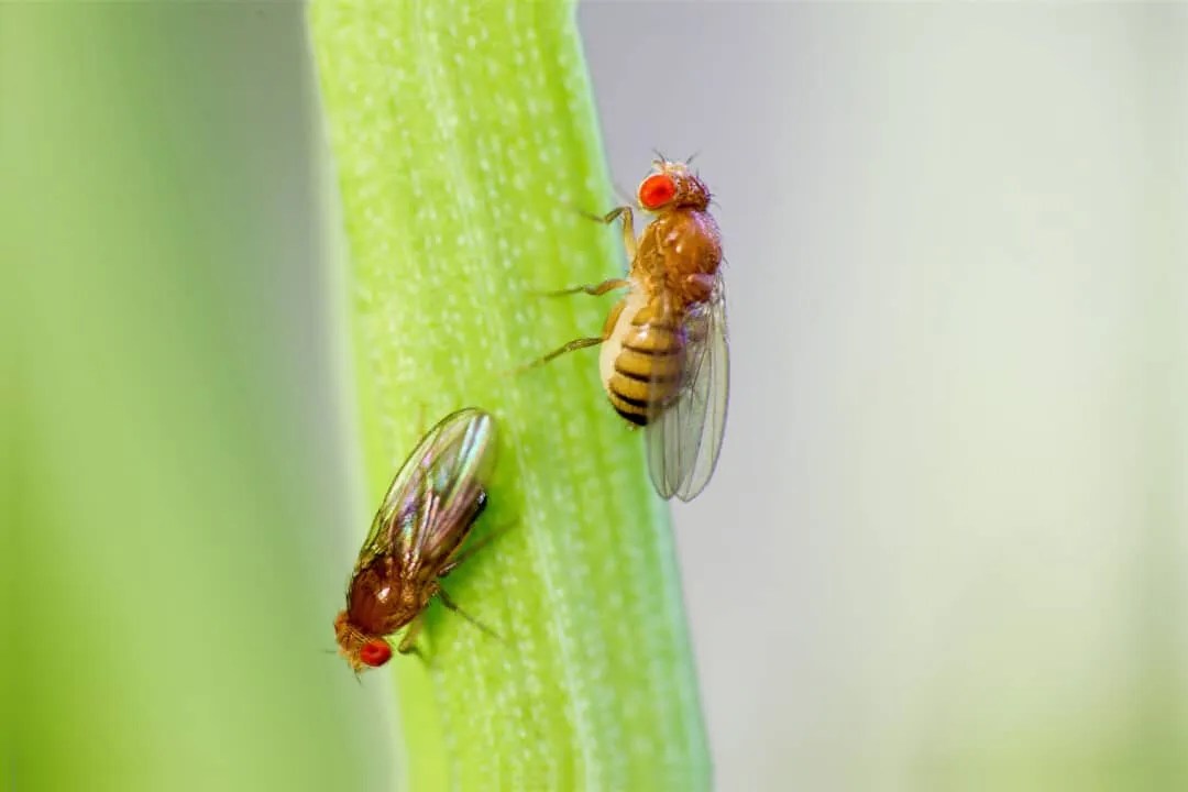 8 Foods, Fruits, & Scents Fruit Flies Are Attracted To - Pest Pointers