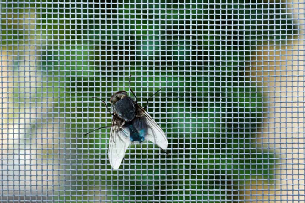 Repelling Flies With Peppermint Here’s How to Do It Pest Pointers