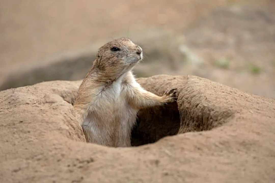 9 Scents That Prairie Dogs Hate (And How To Use Them) Pest Pointers