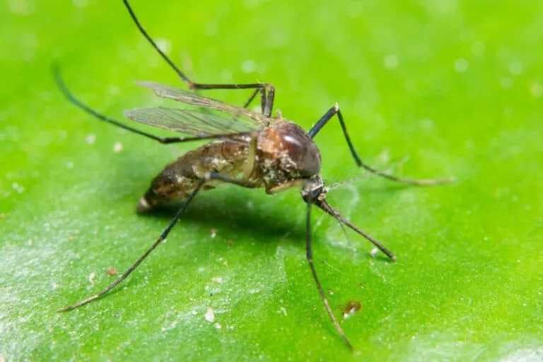 9 Scents That Mosquitoes Hate (And How To Use Them) Pest Pointers