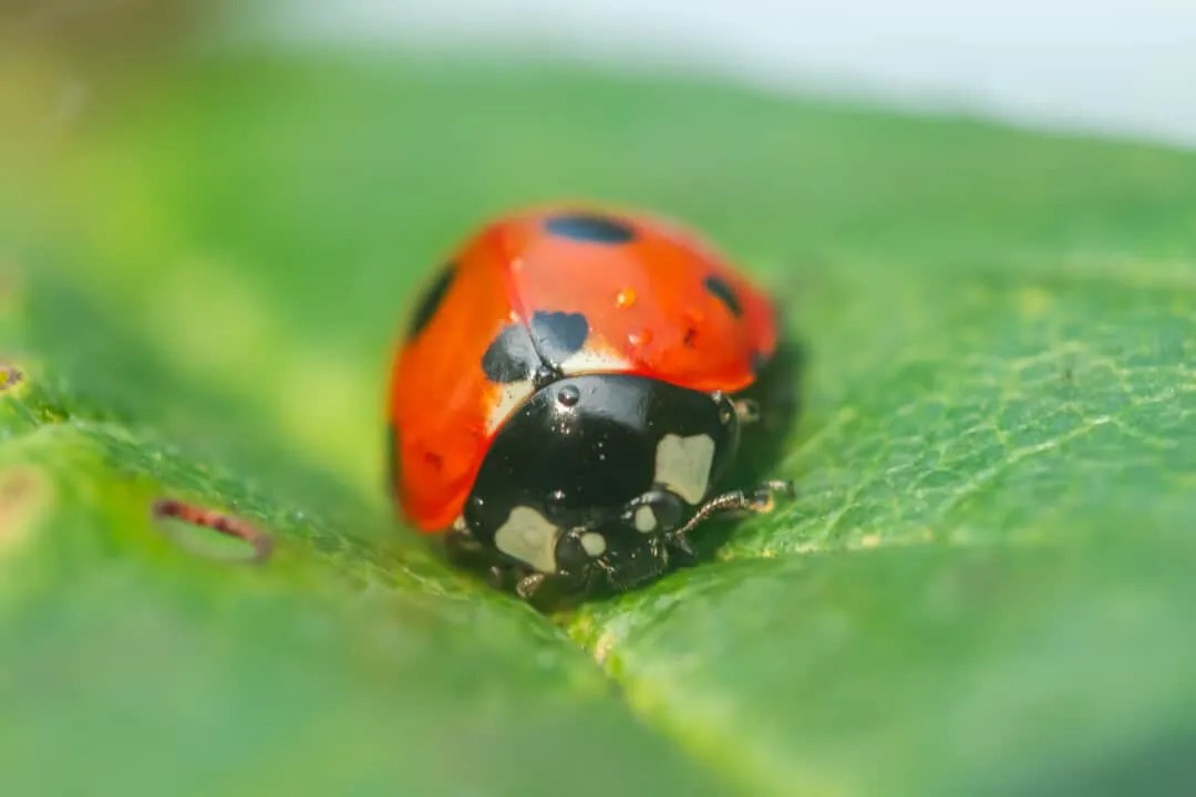 9 Scents That Ladybugs Hate (And How To Use Them) Pest Pointers