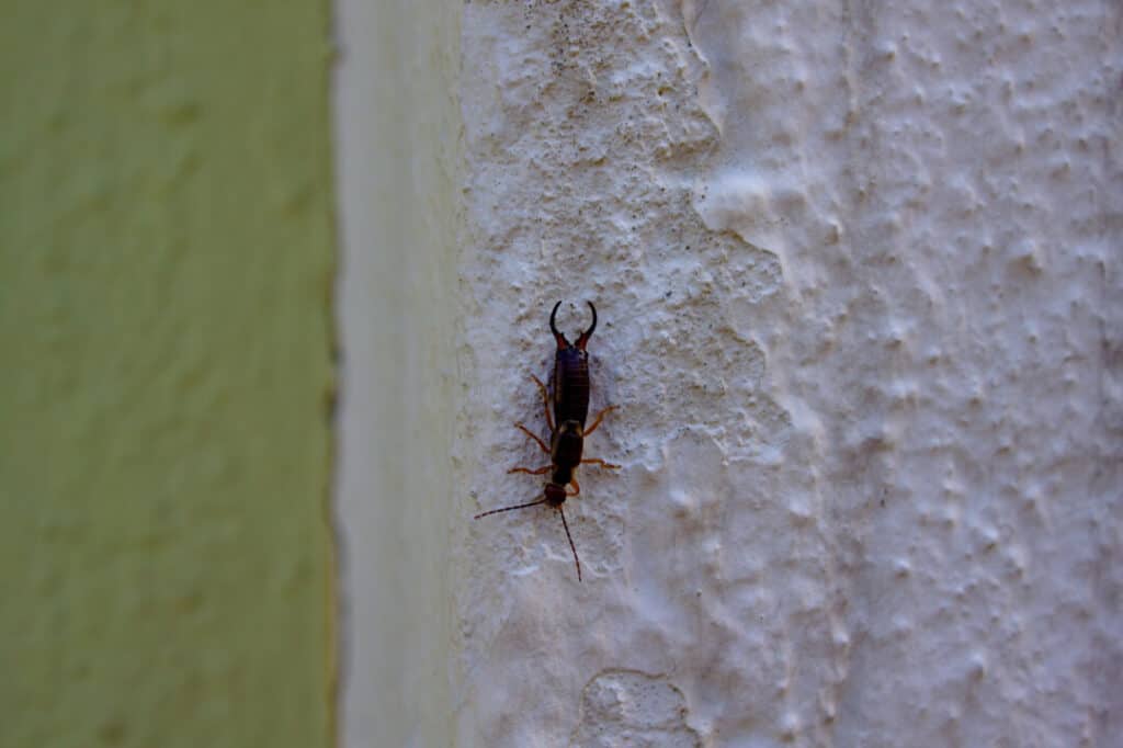 9 Scents That Earwigs Hate (And How To Use Them) - Pest Pointers