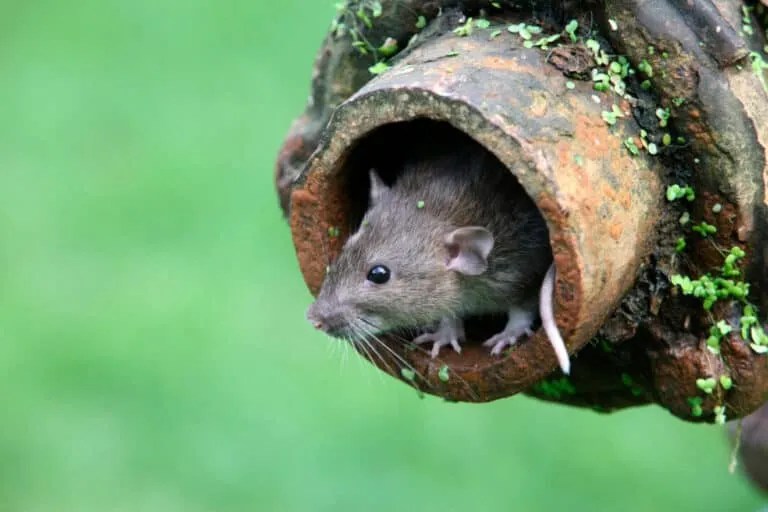 15 Scents That Rats Hate (and How to Use Them) Pest Pointers