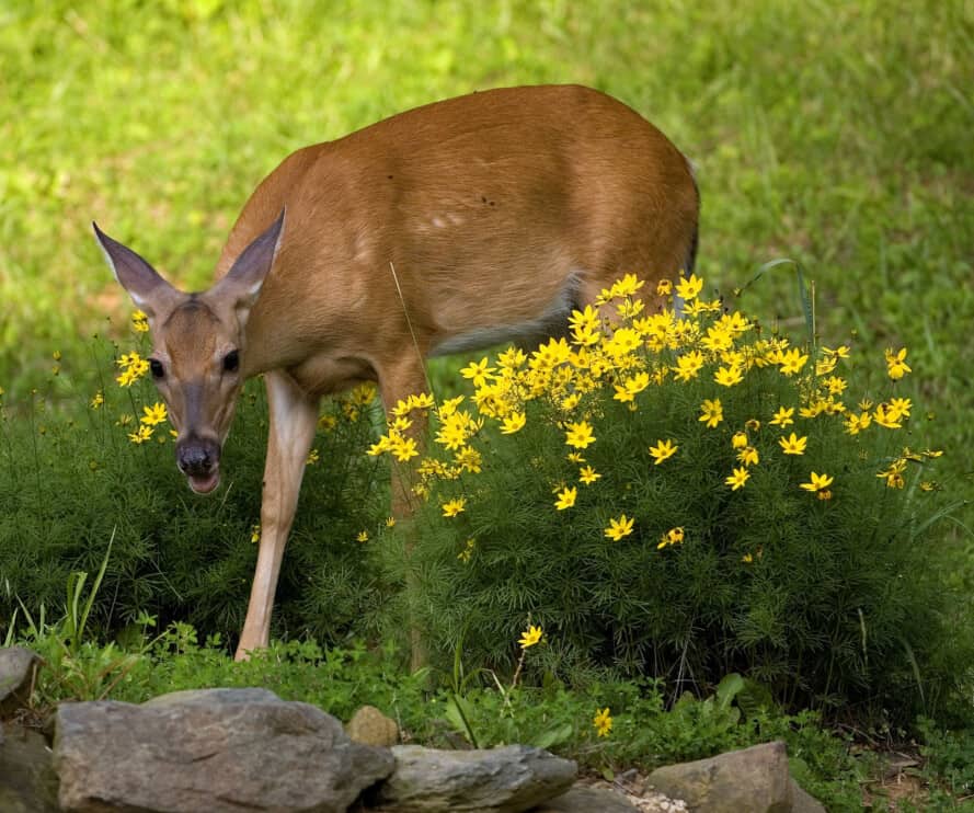 Vinegar Can You Use It To Deter Deer? Here's How Pest Pointers