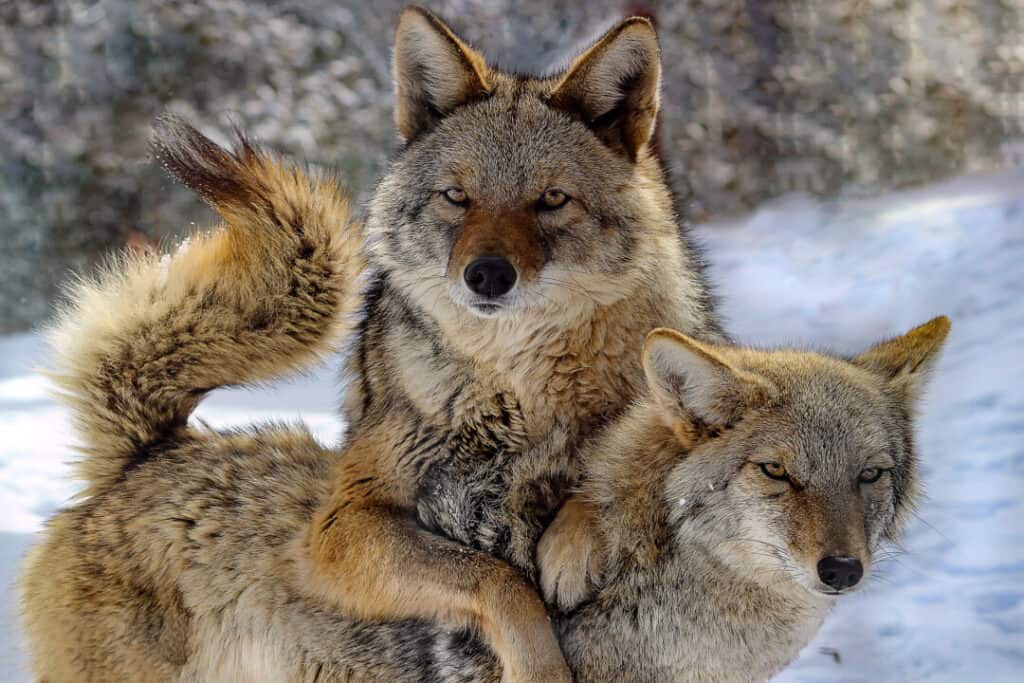 51 Amazing Coyote Facts (And Things You Didn’t Know) Pest Pointers