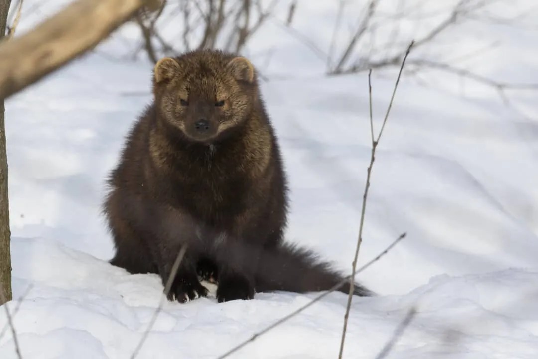 does a fisher cat scream Rhona Steadman