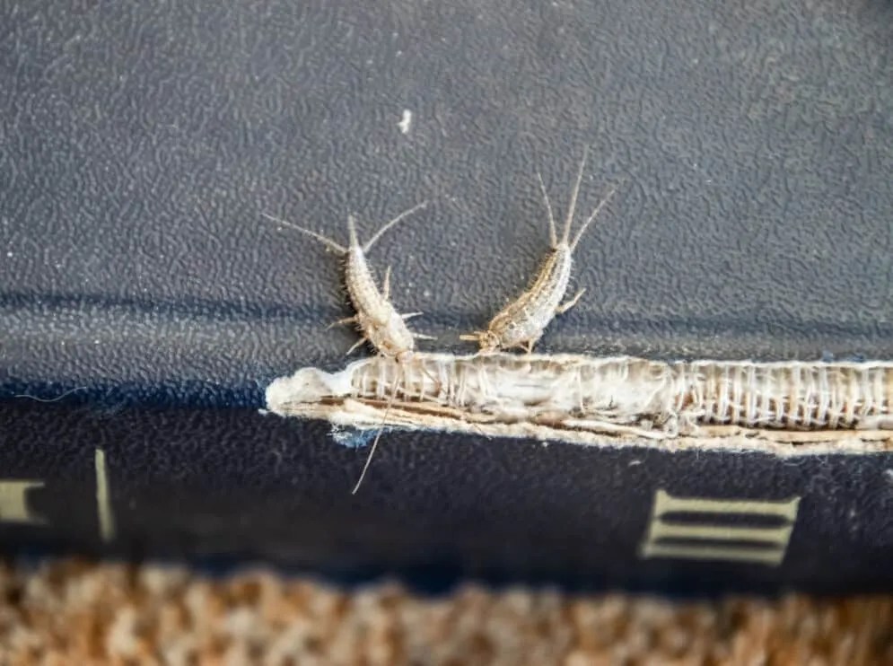 9 Scents That Silverfish Hate (And How To Use Them) Pest Pointers