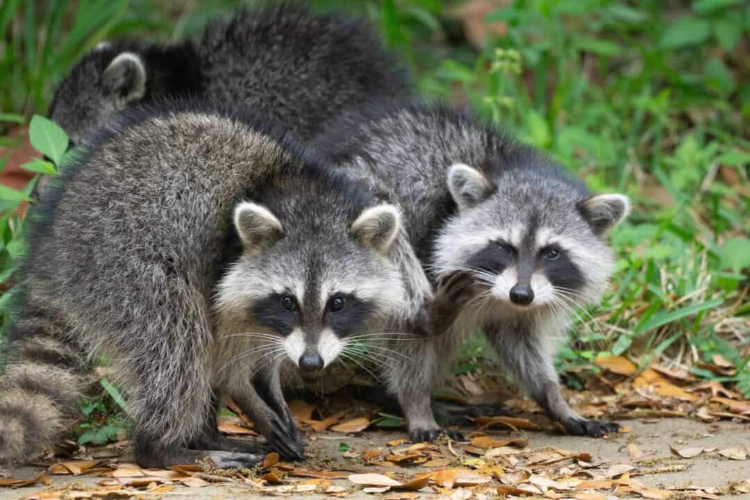 Epsom Salt Here’s How to Use It to Repel Raccoons Pest Pointers