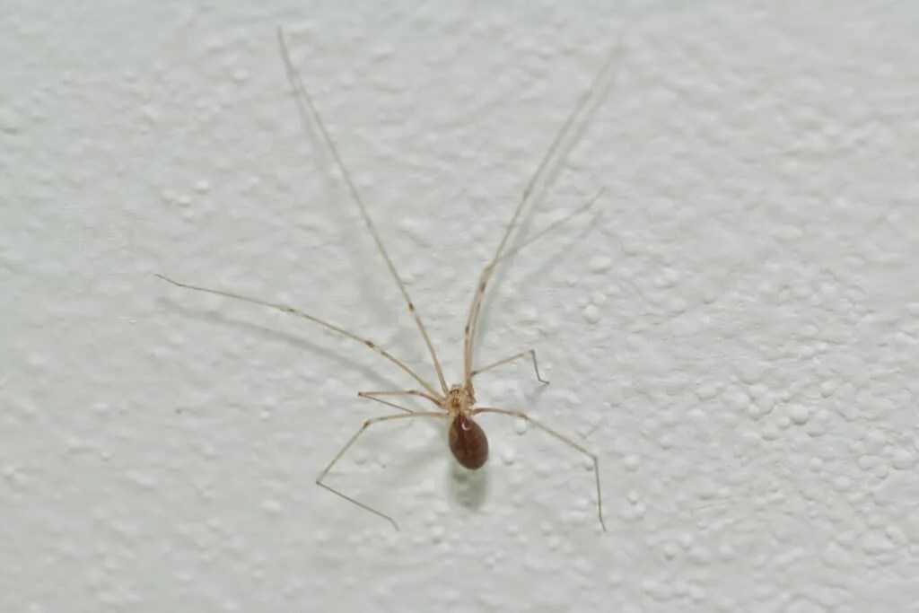 9 Different Ways That Spiders Get Into Your Home Pest Pointers