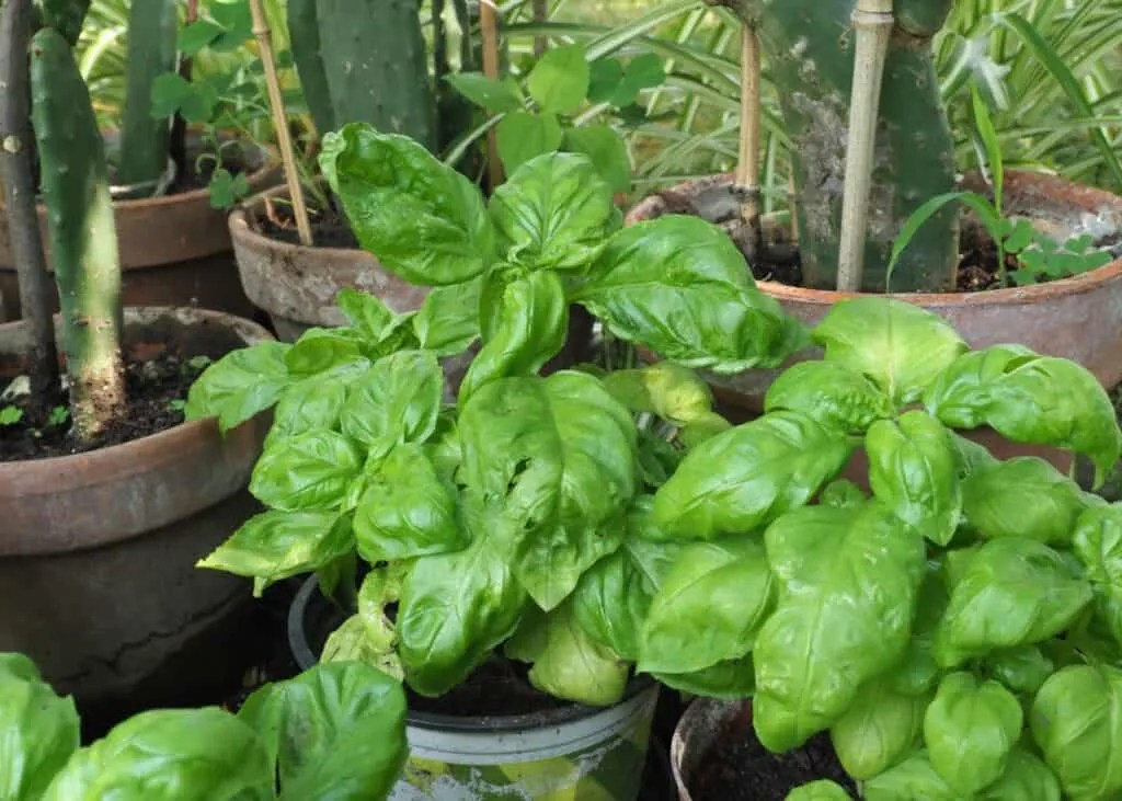 Basil Why It Works to Repel Flies (And How to Use It) Pest Pointers