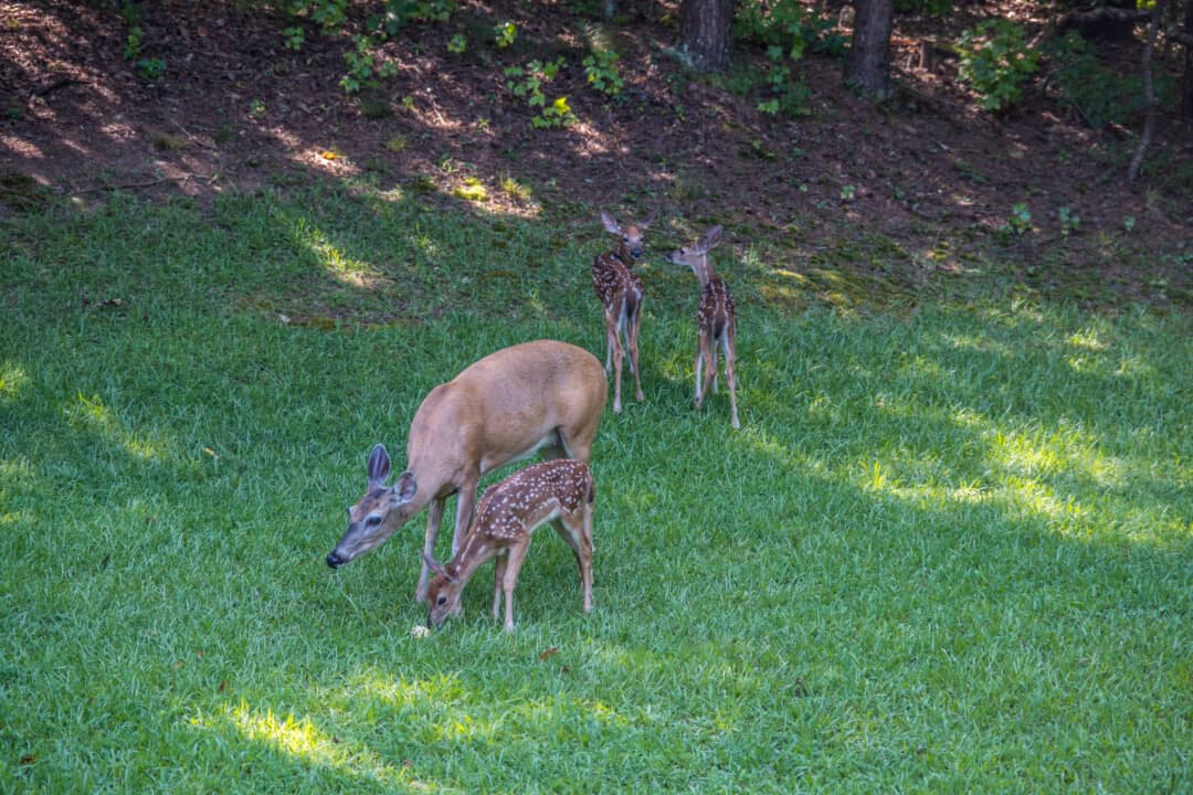 Dryer Sheets Can You Use Them To Deter Deer? Pest Pointers