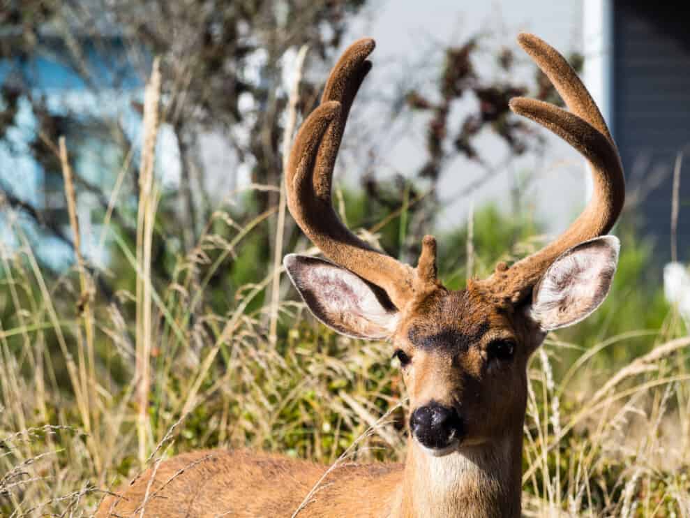 Dryer Sheets Can You Use Them To Deter Deer? Pest Pointers