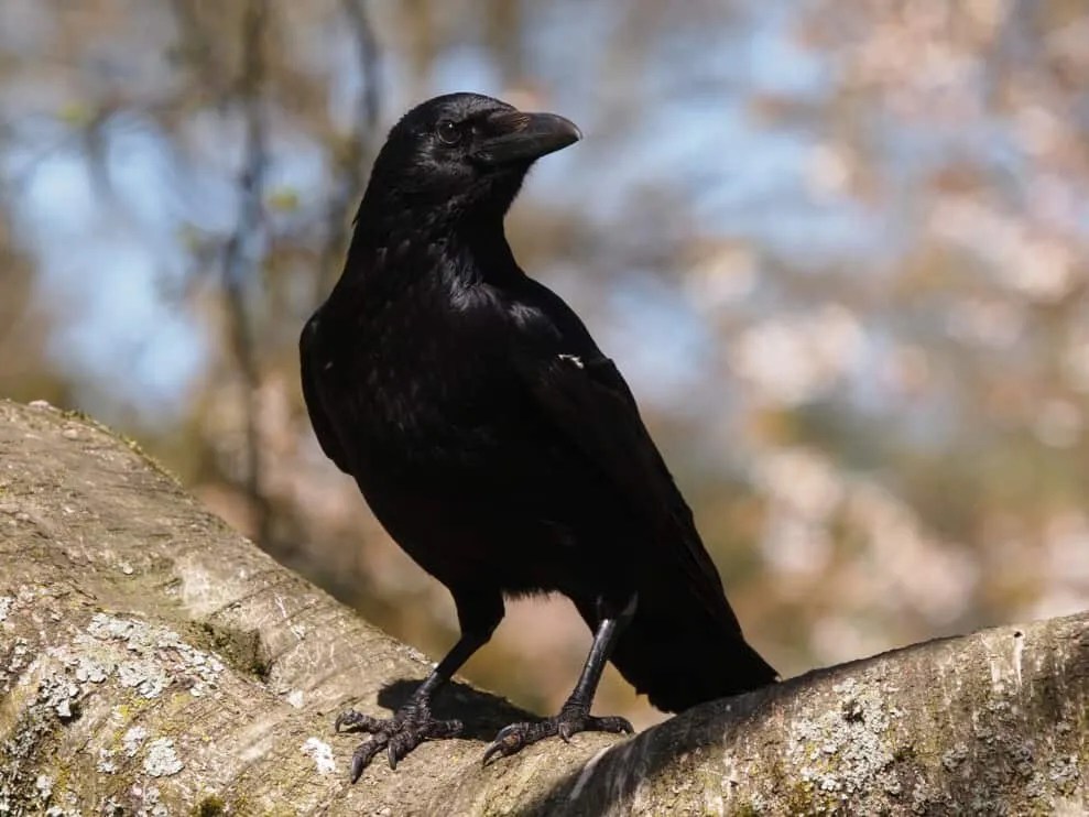 6 Natural Predators And Enemies Of Crows Pest Pointers