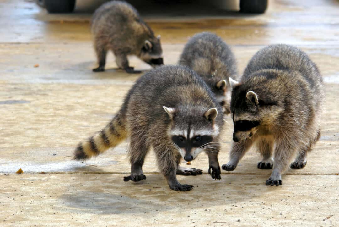 11 Animal Predators That Eat Raccoons InDepth Look Pest Pointers