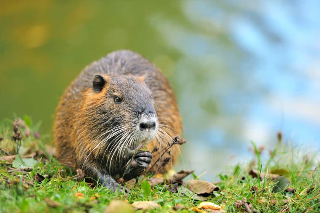 9 Ways To Keep Muskrats Away Indefinitely Pest Pointers