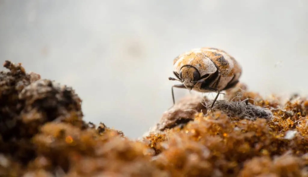 9 Scents That Carpet Beetles Hate (And How To Use Them) Pest Pointers
