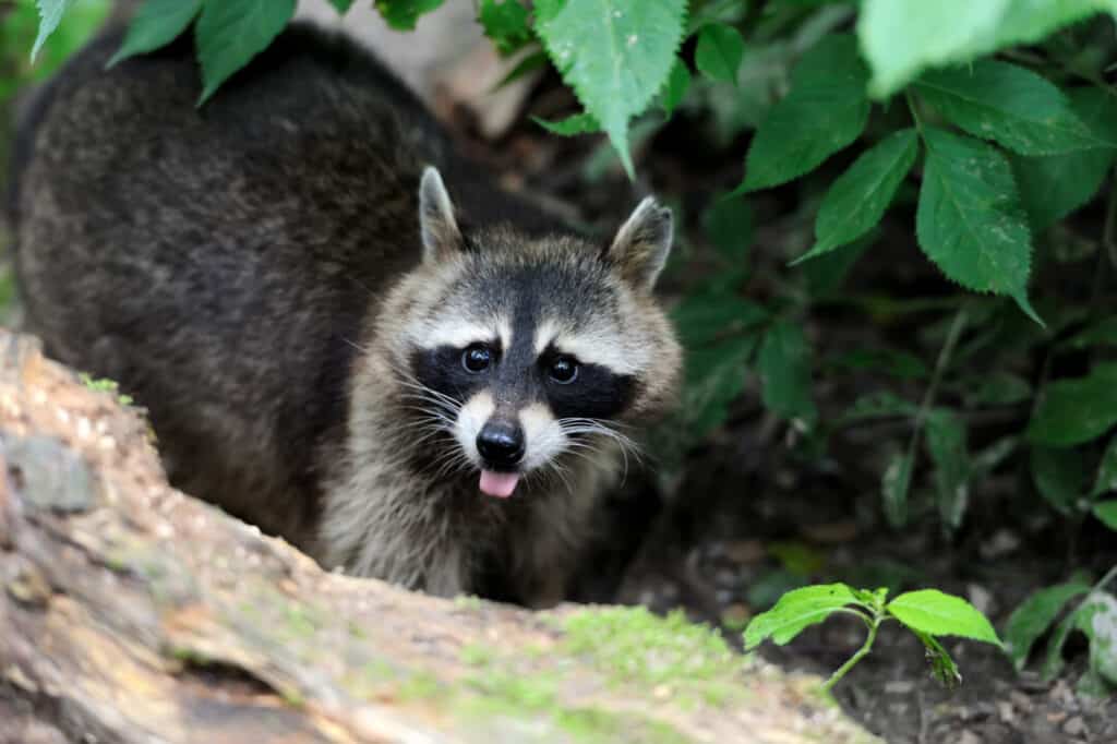 Golden Malrin Raccoon Recipe TyrrellJinesh