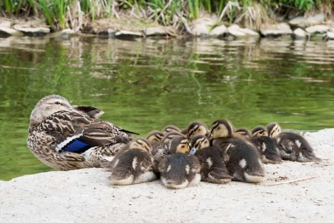8 Ways To Keep Ducks Away For Good - Pest Pointers