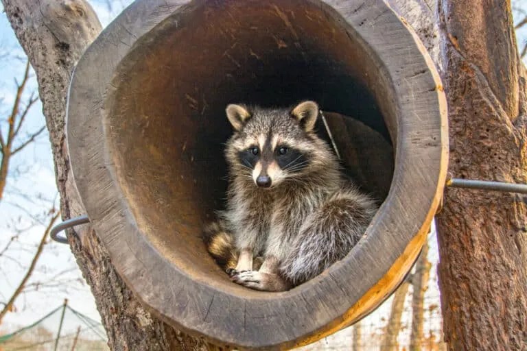 Epsom Salt Here’s How to Use It to Repel Raccoons Pest Pointers