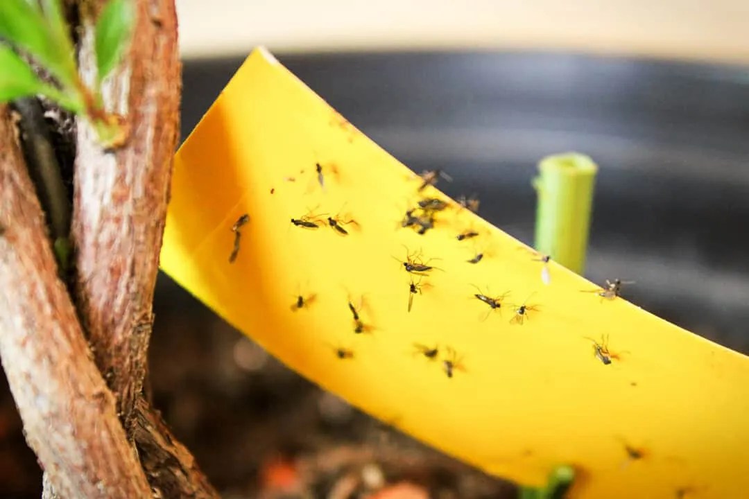 How To Use Coffee Grounds To Repel Gnats? Expert Tips! Pest Pointers