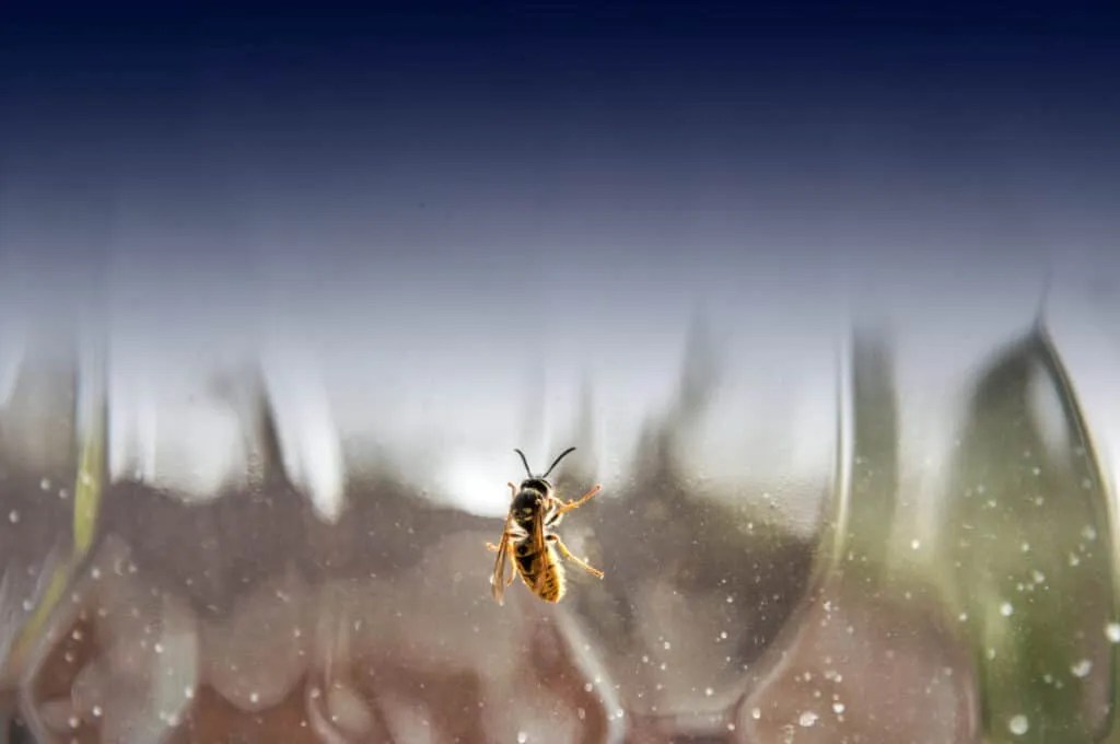 Reasons Why You Keep Getting Bees And Wasps In Your House Pest Pointers