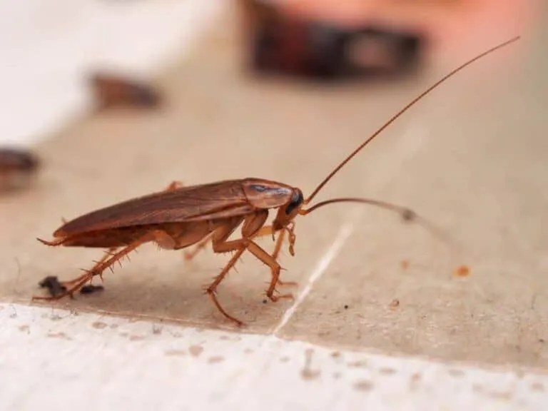 9 Simple Ways To Repel Cockroaches With Lavender Pest Pointers